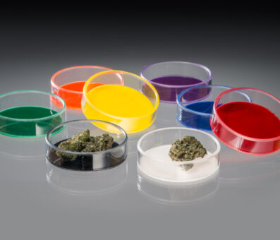 Detri Dish's, asst. colors