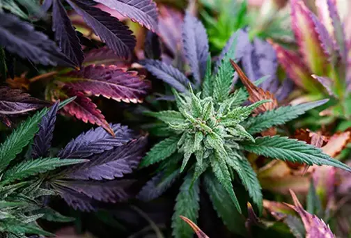 Six Cannabis Holidays YourDispensary Should Plan For