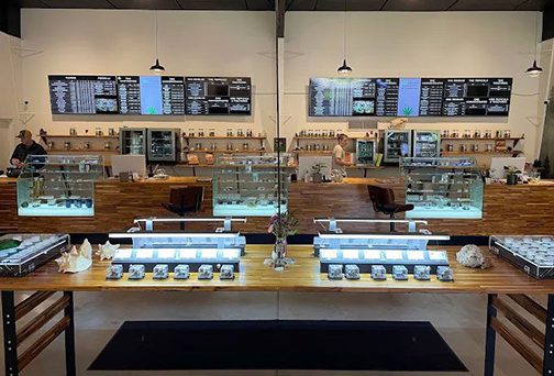 It's Always High Season: Year-Round Marketing Ideas for Cannabis Shops